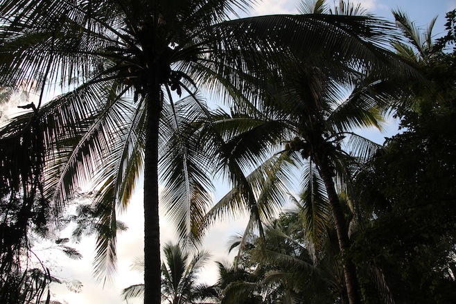 Sayulita Palms